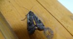 Rolnica tasiemka (Noctua pronuba)