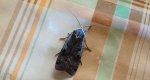 Rolnica tasiemka (Noctua pronuba)