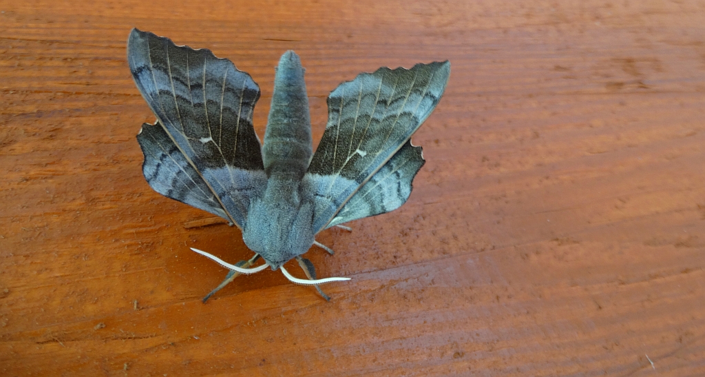 Nastrosz topolowiec (Laothoe populi syn. Smerinthus populi)