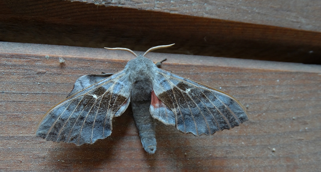 Nastrosz topolowiec (Laothoe populi syn. Smerinthus populi)