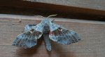 Nastrosz topolowiec (Laothoe populi syn. Smerinthus populi)