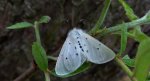 Szewnica miętówka (Spilosoma lubricipeda)