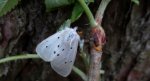 Szewnica miętówka (Spilosoma lubricipeda)