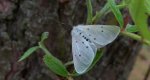 Szewnica miętówka (Spilosoma lubricipeda)