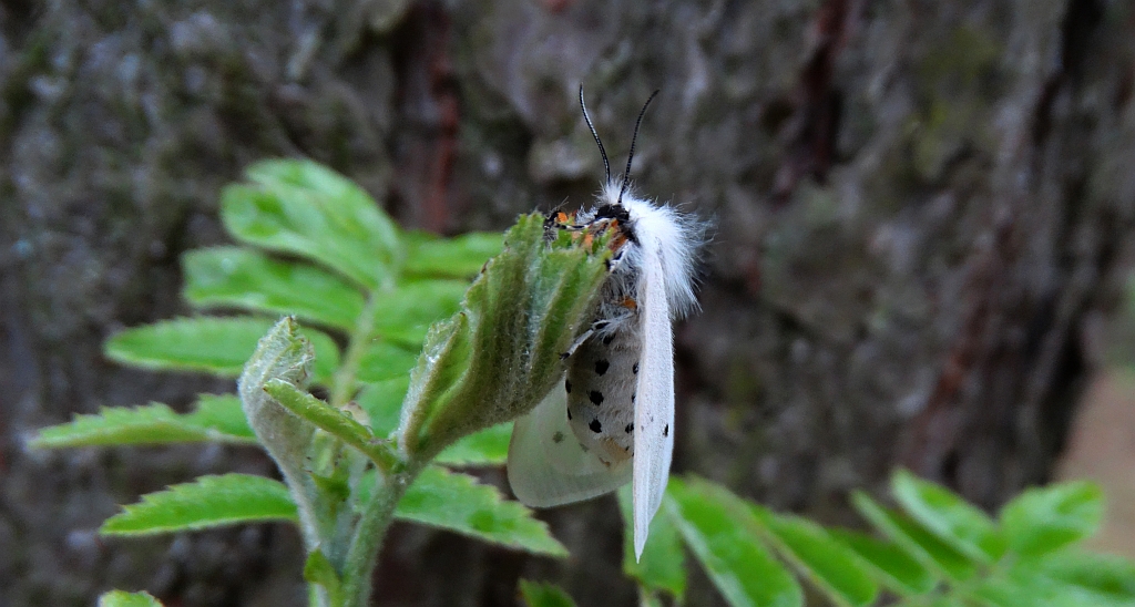 Szewnica miętówka (Spilosoma lubricipeda)