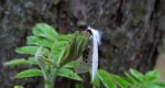 Szewnica miętówka (Spilosoma lubricipeda)