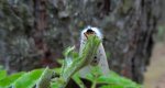 Szewnica miętówka (Spilosoma lubricipeda)