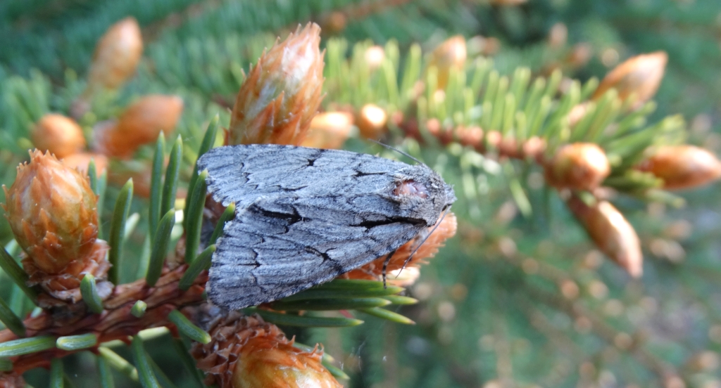 Wieczernica strzałówka (Acronicta psi)