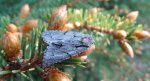 Wieczernica strzałówka (Acronicta psi)