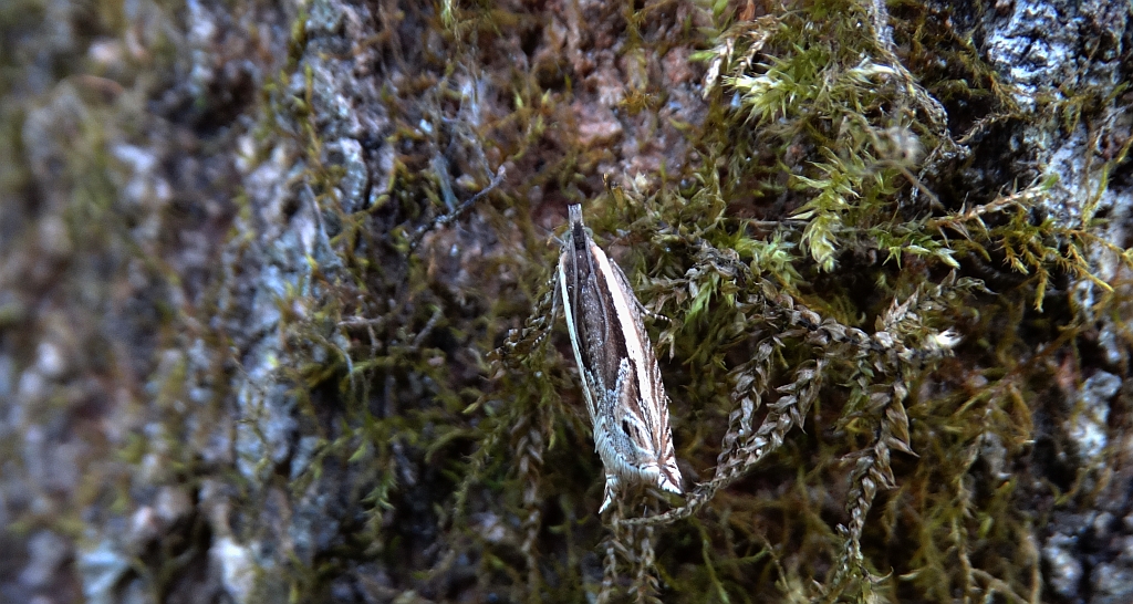 Zwójka - Ancylis apicella