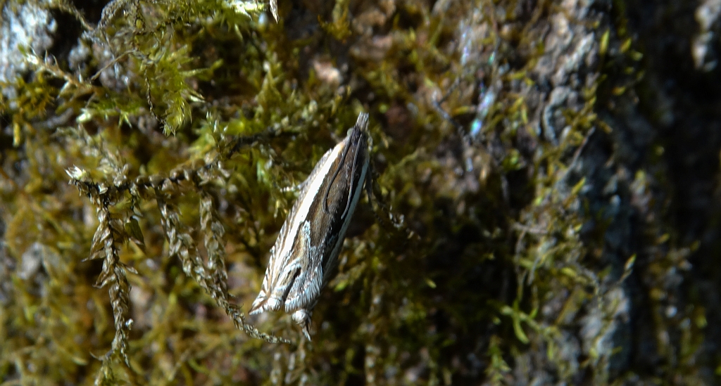 Zwójka - Ancylis apicella