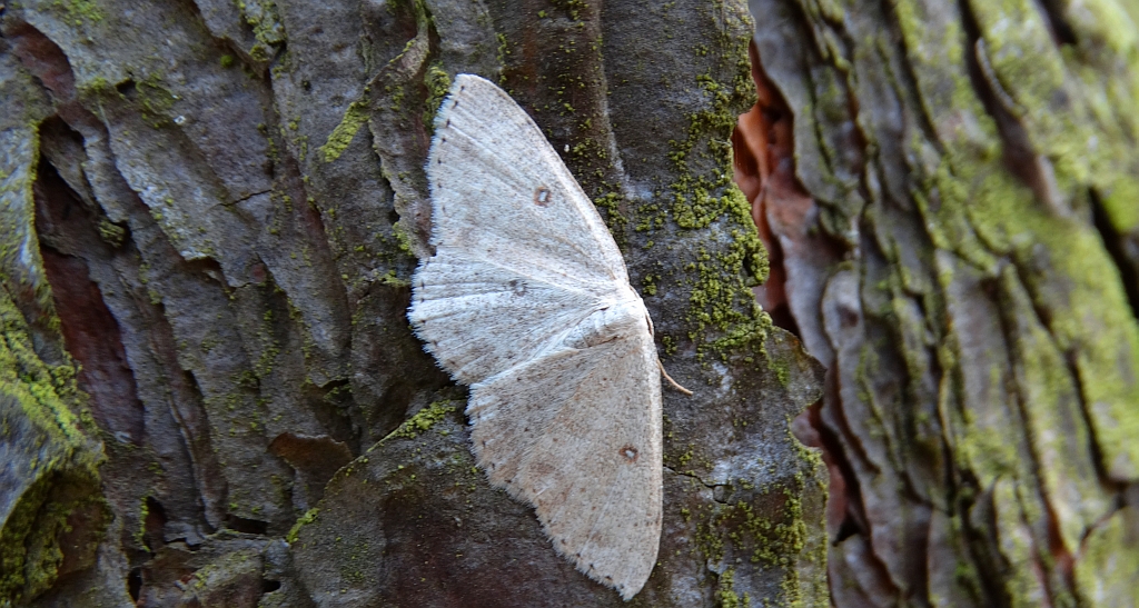 Świerzbik białokropek (Cyclophora albipunctata)