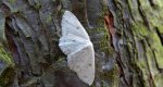 Świerzbik białokropek (Cyclophora albipunctata)