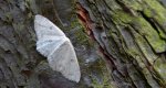 Świerzbik białokropek (Cyclophora albipunctata)