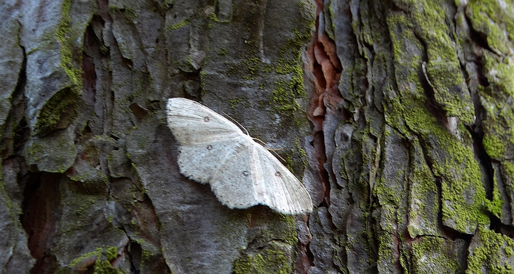 Świerzbik białokropek (Cyclophora albipunctata)