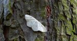 Świerzbik białokropek (Cyclophora albipunctata)