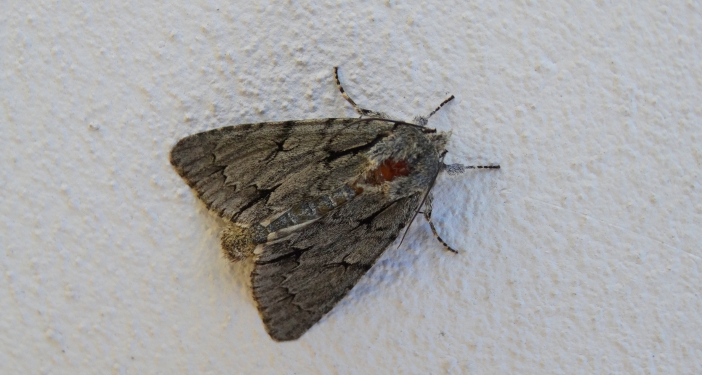 Wieczernica strzałówka (Acronicta psi)