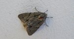 Wieczernica strzałówka (Acronicta psi)