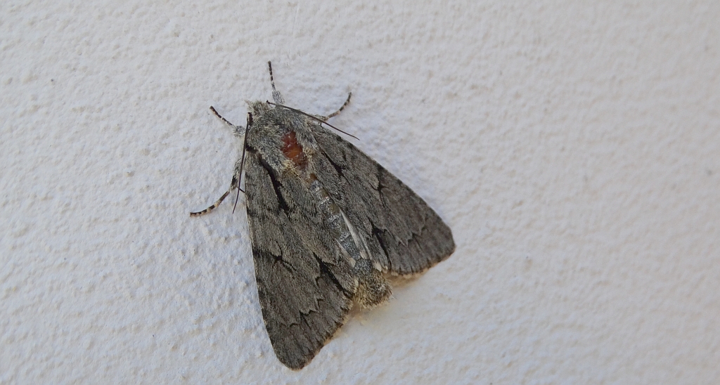 Wieczernica strzałówka (Acronicta psi)