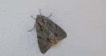 Wieczernica strzałówka (Acronicta psi)