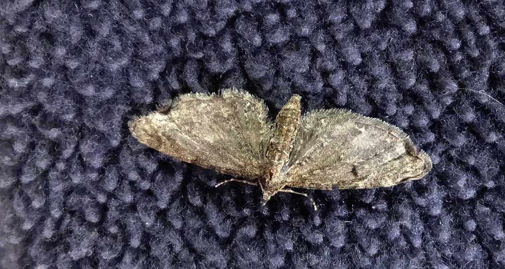 Grotnik satyrek (Eupithecia satyrata)