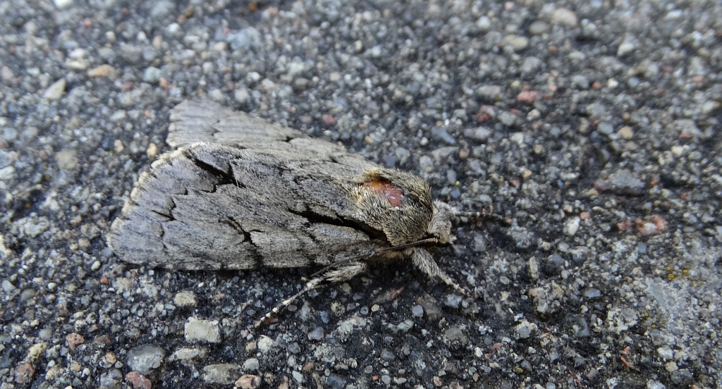 Wieczernica strzałówka (Acronicta psi)