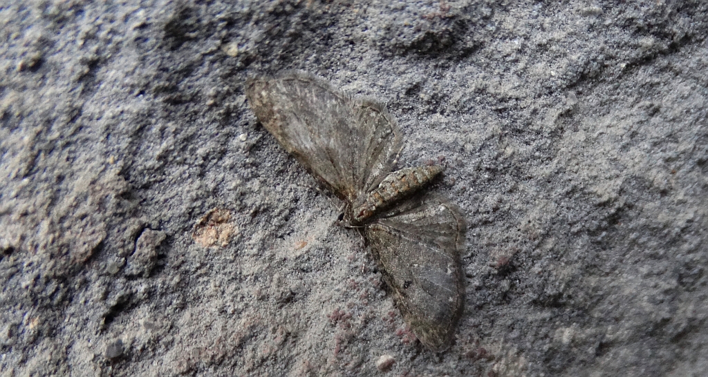 Grotnik satyrek (Eupithecia satyrata)