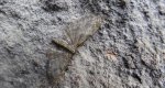 Grotnik satyrek (Eupithecia satyrata)