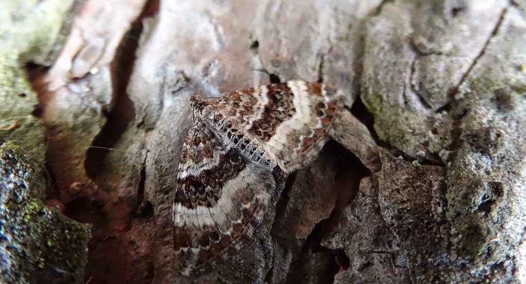 Paśnik zmiennik (Epirrhoe alternata)