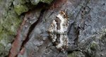 Paśnik zmiennik (Epirrhoe alternata)
