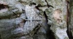 Płatynka osikówka (Lobophora halterata)