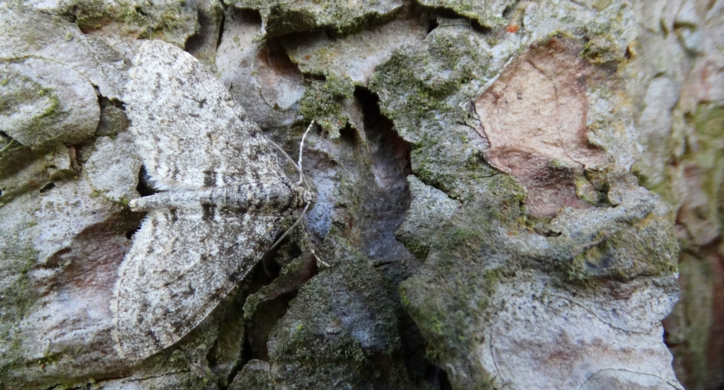 Płatynka osikówka (Lobophora halterata)