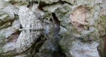 Płatynka osikówka (Lobophora halterata)