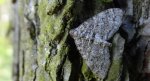 Płatynka osikówka (Lobophora halterata)