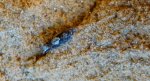 Pammene argyrana