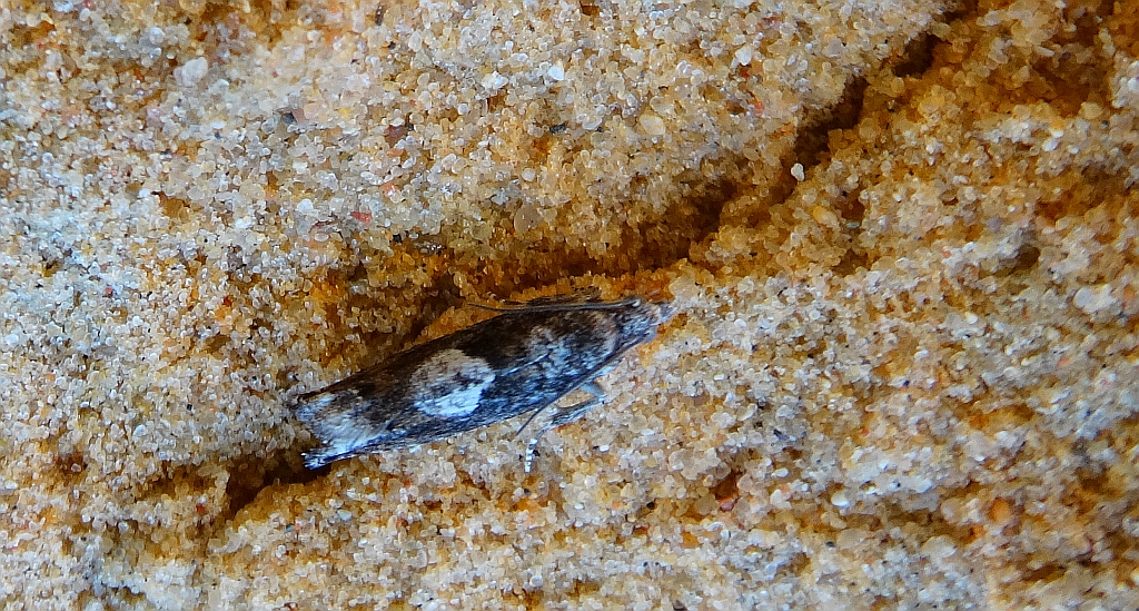 Pammene argyrana