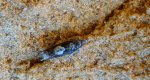 Pammene argyrana