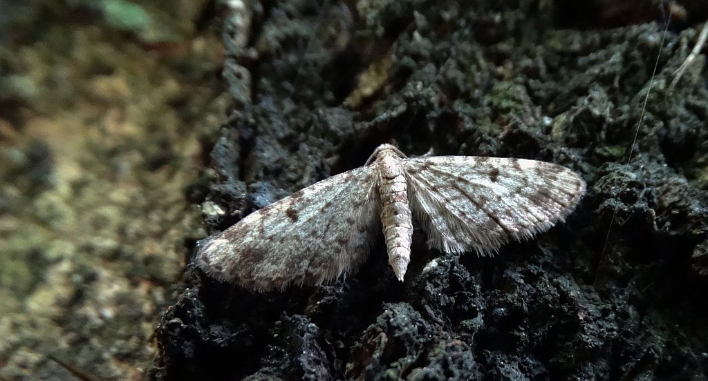 Grotnik kwasiczak (Eupithecia exiguata)