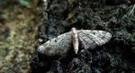 Grotnik kwasiczak (Eupithecia exiguata)
