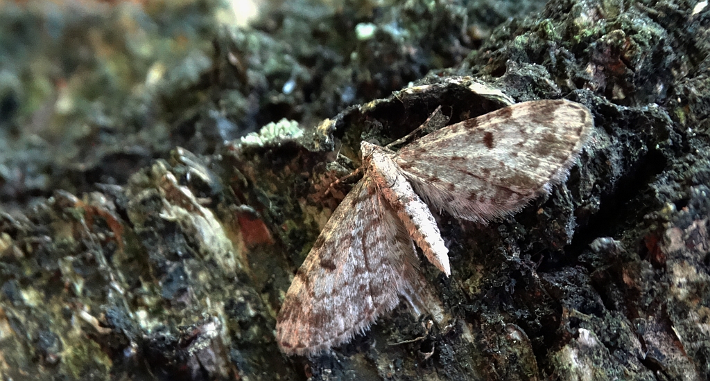 Grotnik kwasiczak (Eupithecia exiguata)