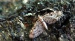 Grotnik kwasiczak (Eupithecia exiguata)