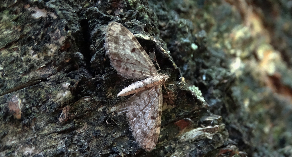 Grotnik kwasiczak (Eupithecia exiguata)