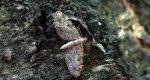 Grotnik kwasiczak (Eupithecia exiguata)