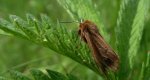 Sadzanka Rumienica (Phragmatobia fuliginosa)