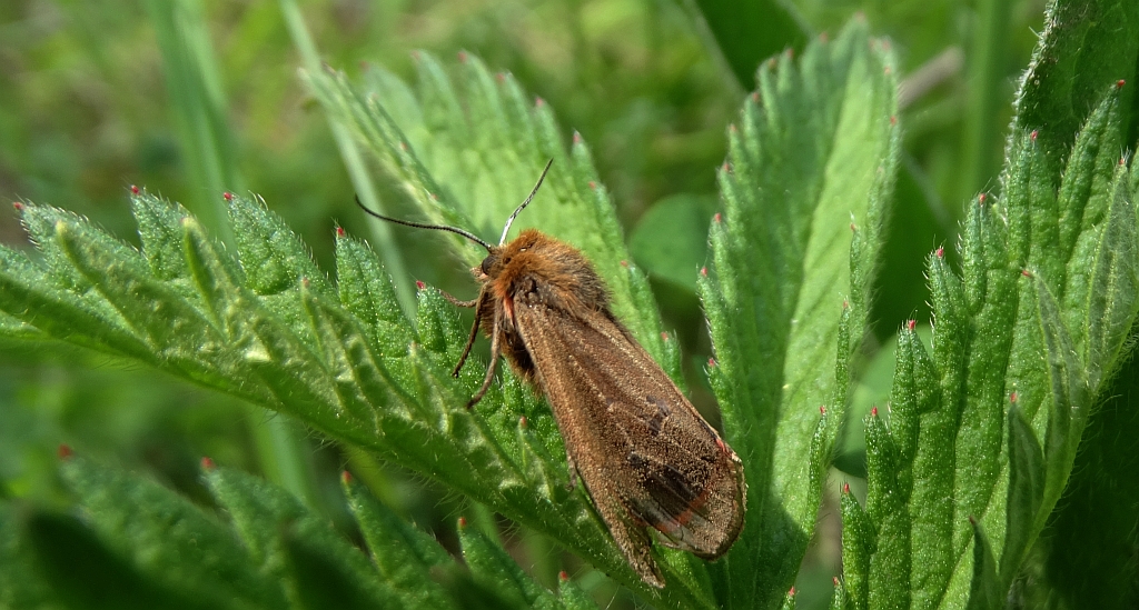 Sadzanka Rumienica (Phragmatobia fuliginosa)