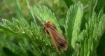 Sadzanka Rumienica (Phragmatobia fuliginosa)