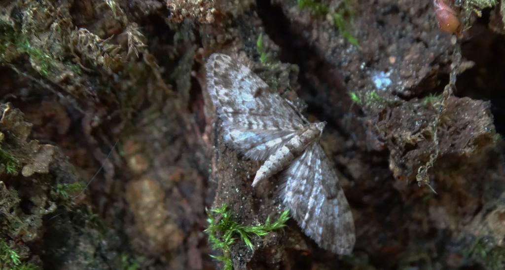 Grotnik kwasiczak (Eupithecia exiguata)