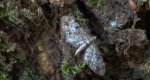 Grotnik kwasiczak (Eupithecia exiguata)