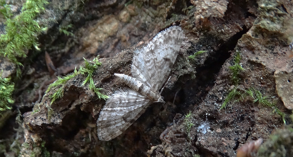 Grotnik kwasiczak (Eupithecia exiguata)