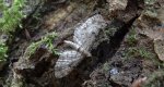 Grotnik kwasiczak (Eupithecia exiguata)